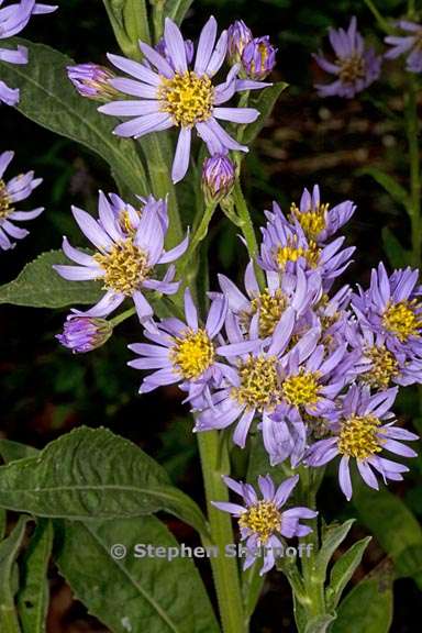 aster tartaricus 2 graphic